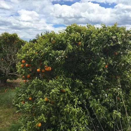 Seafront Dream Апартаменти Торрев'єха