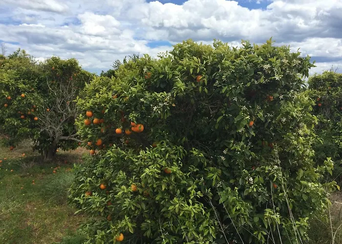 Seafront Dream Apartment Torrevieja
